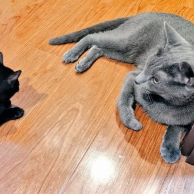 子猫のうにくんと、先住のろきくん（画像提供：ねこのいいなりさん）