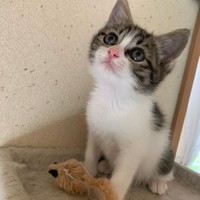 子猫時代、こんな目で見つめられたらたまらない