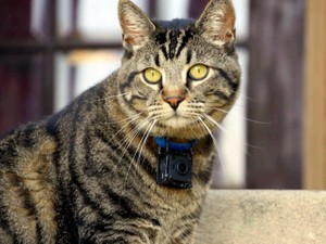 ネコの目に世界はどう見えてる？首に小型カメラを装着したネコのインフルエンサーたち