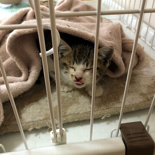 いたいけな子猫時代　「レクサス？　覚えてないなあ」