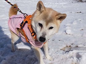 朝のお散歩も、旅行先だとまた格別　元保護犬の柴「うめこ」