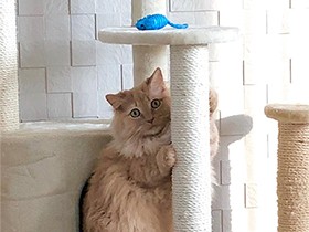 ４歳のお祝いに新しいキャットタワー　マンチカンの「リリ」