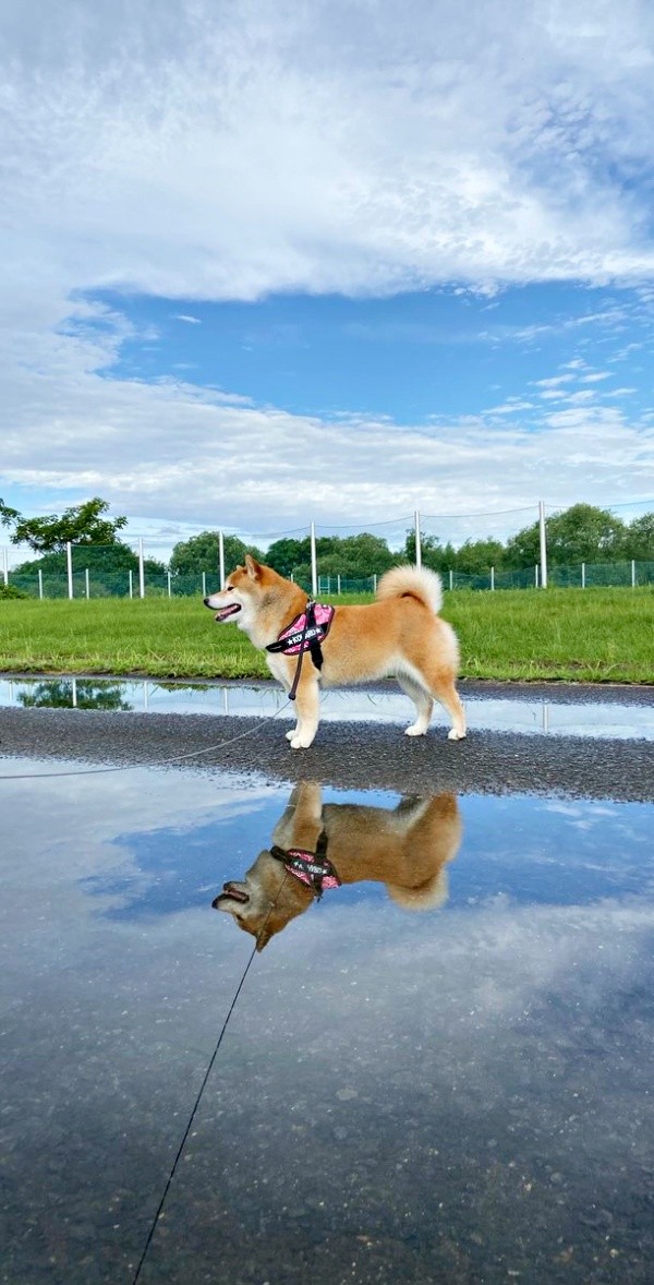 雨上がり、偶然撮れたこはるちゃんの「逆さ柴」（画像提供：赤柴こはる 岡山生まれおっさん育ちさん）