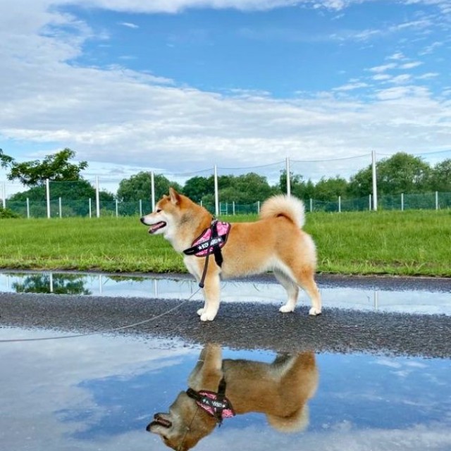 雨上がり、偶然撮れたこはるちゃんの「逆さ柴」（画像提供：赤柴こはる 岡山生まれおっさん育ちさん）