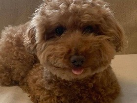 お散歩楽しかった♪　ニッコリまったり中のトイプー「小太郎」