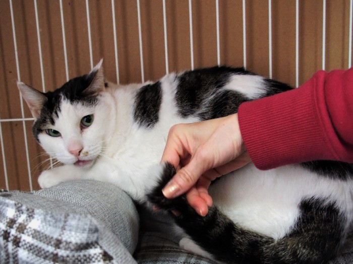 市來さん宅時代。だいぶ人の手になじむ