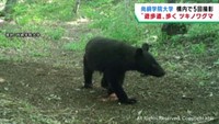 大学の構内で５月に５回ツキノワグマが出没　宮城・名取市の尚絅学院大学