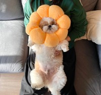 ゴロンするぽこ