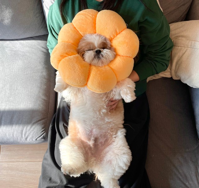 ゴロンするぽこ