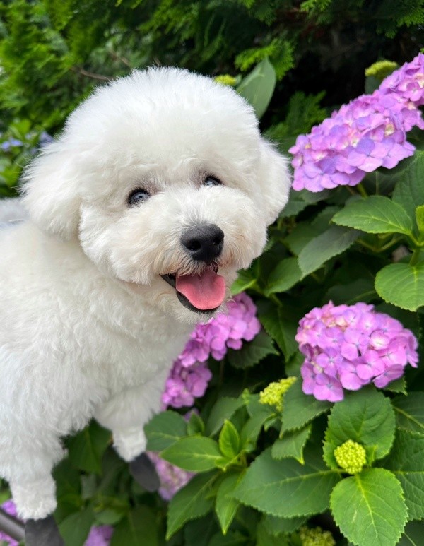 紫陽花を背景ににっこり笑みを浮かべるムーンちゃん（画像提供：めろみちゃんとむんちゃんさん）