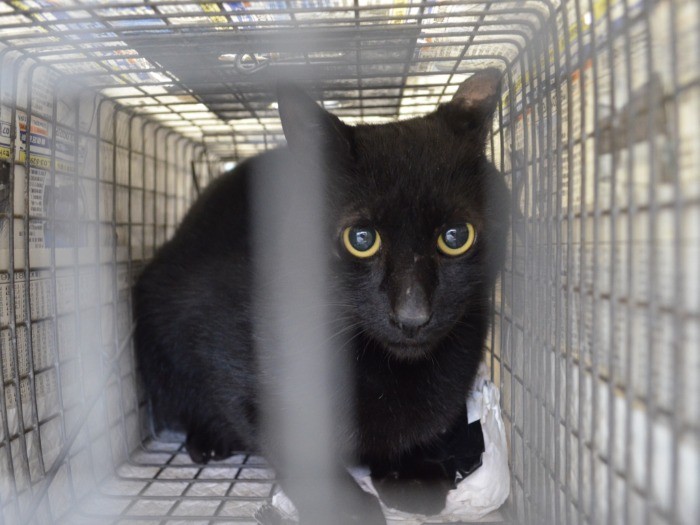 待合室で手術を待つ猫