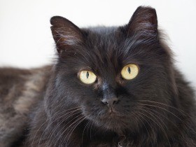 工事で居場所を失った臆病な元地域猫　飼い主に甘える日々