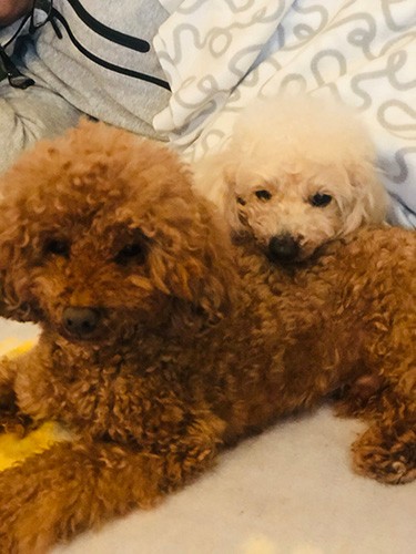 「仲良くいい子で留守番して、帰ってきたらおいしいごはんもらおうね」。年下のコアの背中にちょこんとアゴを乗せるコナ（理恵さん提供）