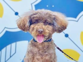 家族になって初めてのゴールデンウィーク！　ランチを楽しんだトイプードル「萌々」