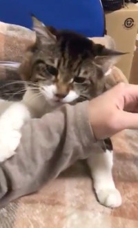 「飼い主の腕をこうやって……」（動画からキャプチャー／提供：丸山カネキリカさん）