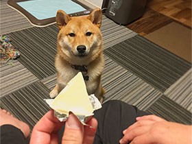 ボクもほしいな…真顔でチーズを見つめる柴犬の「豆吉」