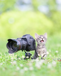 何かを訴える小さなカメラにゃん（提供：Ryostory1124 銀座富士ギャラリー写真展 7/24までさん）