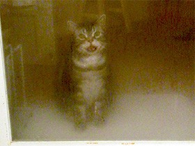 夜中、戸の前でじっと出待ちのグーグー　いとおしすぎて