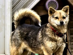 熊本地震で犠牲になった犬や猫などを描く　絵画展