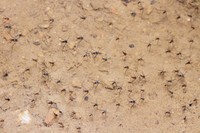 ウミアメンボとケシウミアメンボの群れ（画像提供：gentilisさん）