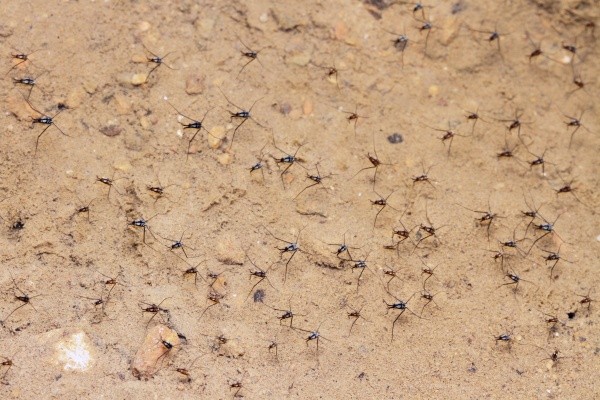 ウミアメンボとケシウミアメンボの群れ（画像提供：gentilisさん）