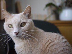 保護猫「水丸さん」の抜け毛で、暮らしの色がこんなに変わった