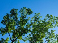 気温が上昇し続けたら、私も思想に反し文明に身を委ねるのだろうか