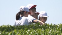 三豊市の茶畑で茶摘みを体験する小学生