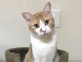 いっぱい遊んでそろそろ疲れた？　ミックス猫の「チャオ」 