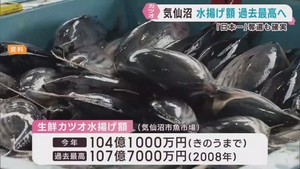 生鮮カツオ水揚げ額の記録更新と水揚げ量の日本一奪還が確実に　宮城・気仙沼市魚市場