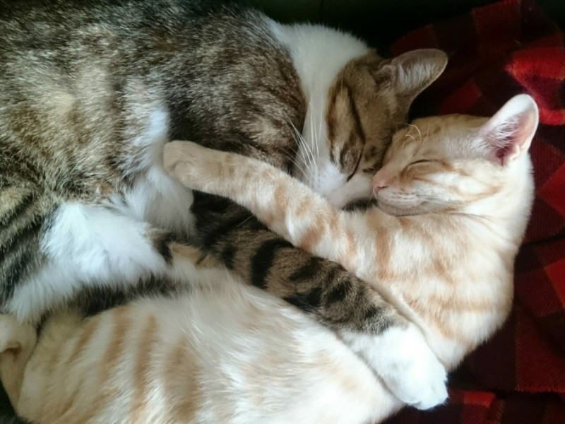 ジャッキーときなこ、禁断の抱擁？