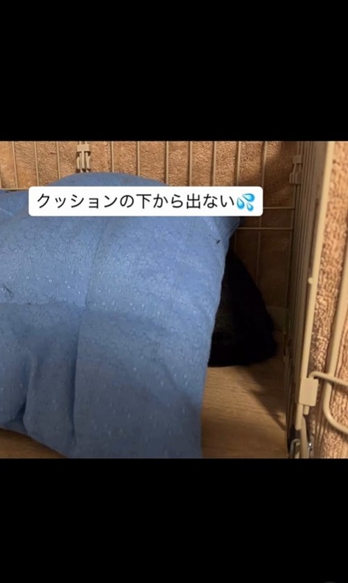 里親さん宅でのトライアル直後、クッションの下から出てこなかったいとちゃん（アクノアさん提供、Instagramよりキャプチャ撮影）