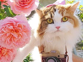 手作りの猫カメラで撮影中 スコティッシュの「キャンディ」　