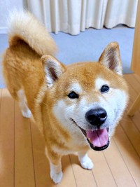 テーブルの上のそぼろ丼をロックオン！ 笑顔が愛らしい小太郎くん（画像提供：こたろうくん）