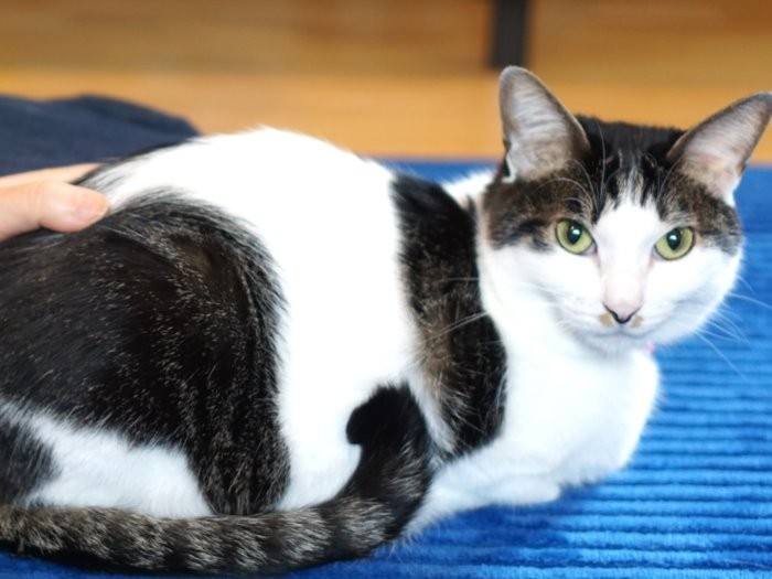 奇跡の復活を果たしたサボ、今はふっくら健康です