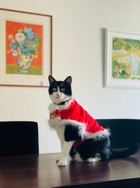 サンタ姿のロイ常務