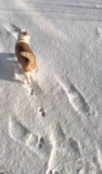 雪の中をお散歩中のモカちゃん（モカ猫さん提供、Xよりキャプチャ撮影）