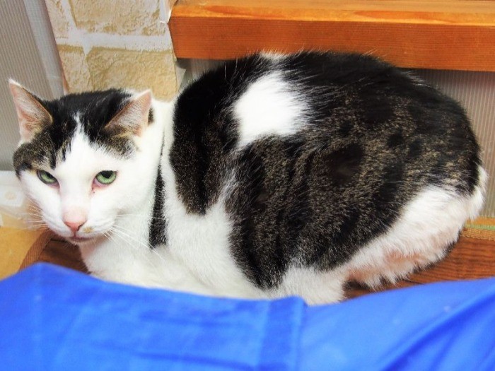 家族に迎えてもらう日を、待ってます