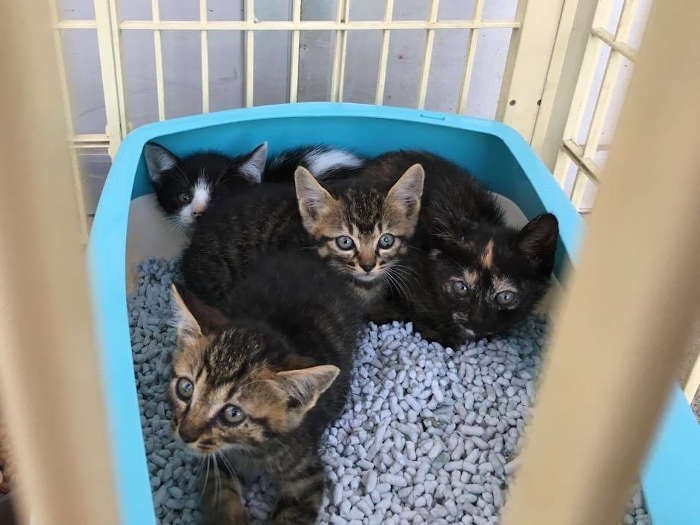 そこトイレですよー（保護主さん提供）