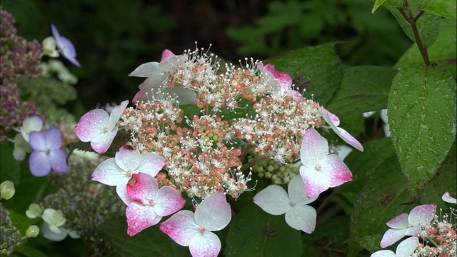 梅雨を彩るヤマアジサイ　色とりどり130種類が見ごろ　岡山・新見市
