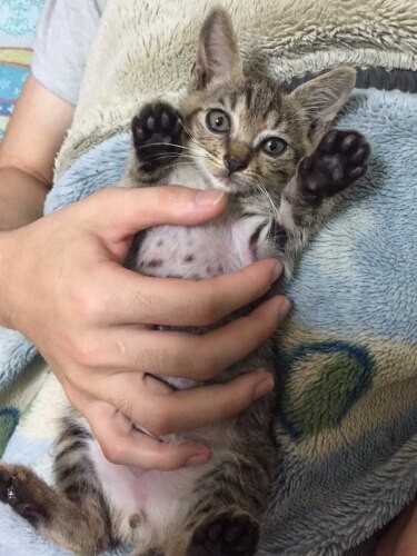 家にきたころの「風（フゥ）」