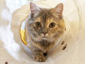 これこれ！大好きなトンネルなんだにゃ　喜び遊ぶミヌエット「虎光空」