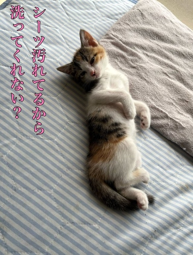 保護して1カ月が経過した8月3日の姿…すっかりなれてくれました（小野華さん提供、Instagramよりキャプチャ撮影）