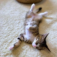 保護後、しばらくしてへそ天で眠るようになったかつおちゃん（画像提供：ネムノキさん）