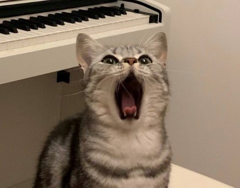 舌先を見ると、ハートの形になっています♡（提供写真）