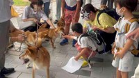 地元の可愛い柴犬たちがお出迎えをする月２回のスペシャルなイベント『益田 柴犬たちが空港でお出迎え』（提供：萩・石見空港ターミナルビル（株）さん）