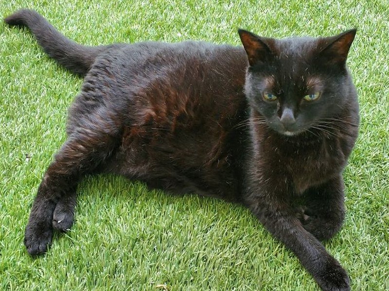 療法食の切り替え（糖尿食から腎臓食へ）は３人の先生の意見を聞きました。いろいろな意見があるので、自分でもいろいろ調べました