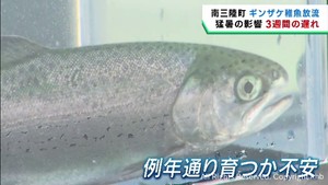 ギンザケの稚魚の放流　猛暑で３週間遅れ　漁業者に不安が残る　宮城・南三陸町