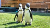 ケープペンギン（提供：劇団ペンターズ🐧イマイケルさん）