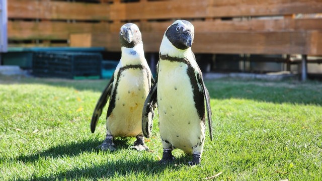 ケープペンギン（提供：劇団ペンターズ🐧イマイケルさん）